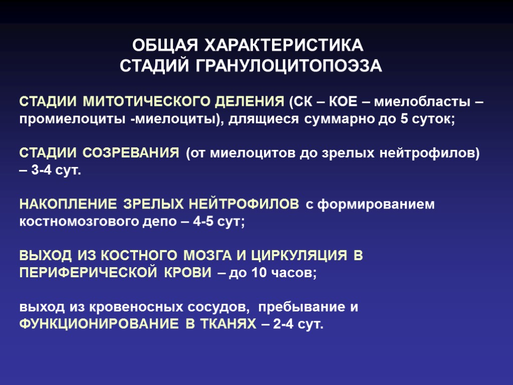 СТАДИИ МИТОТИЧЕСКОГО ДЕЛЕНИЯ (СК – КОЕ – миелобласты – промиелоциты -миелоциты), длящиеся суммарно до